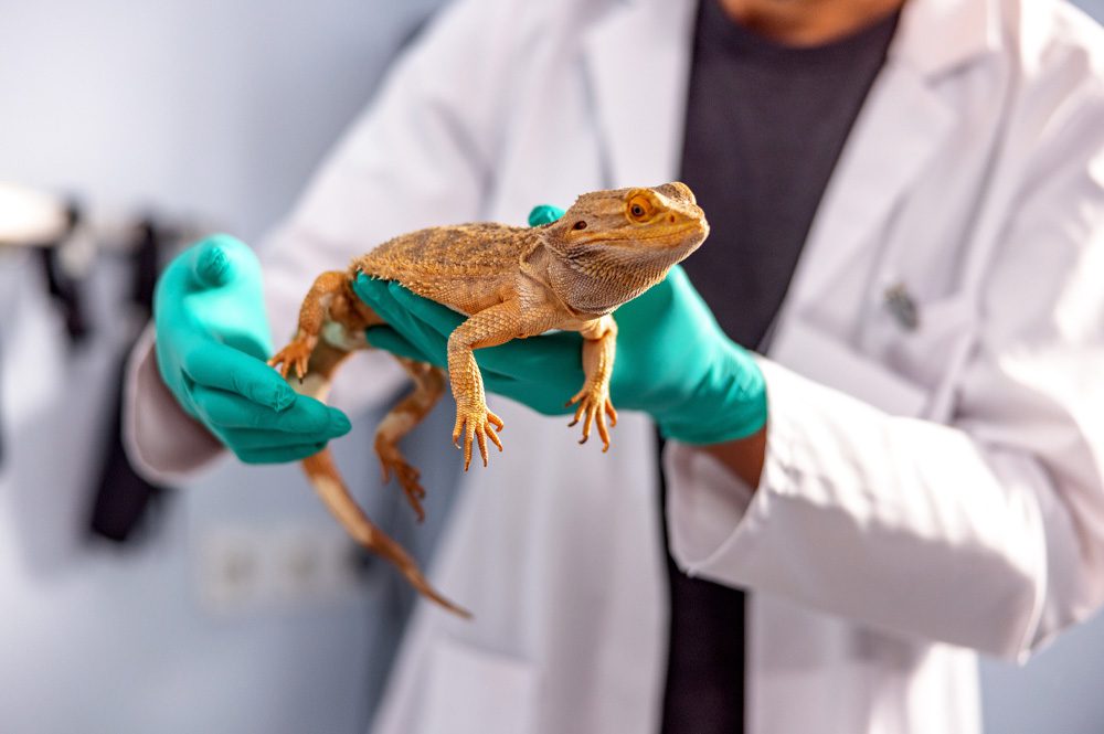 Small Pet Essentials For Care