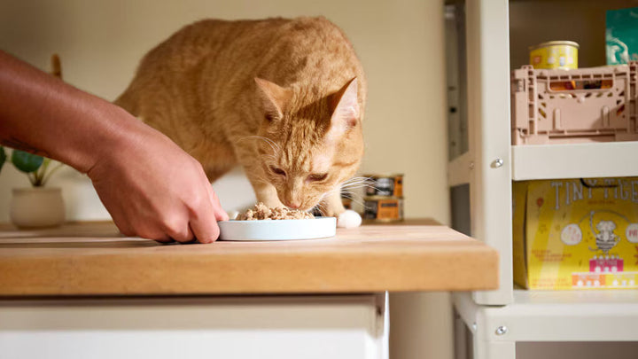 Choosing Better Pet Feeding Essentials