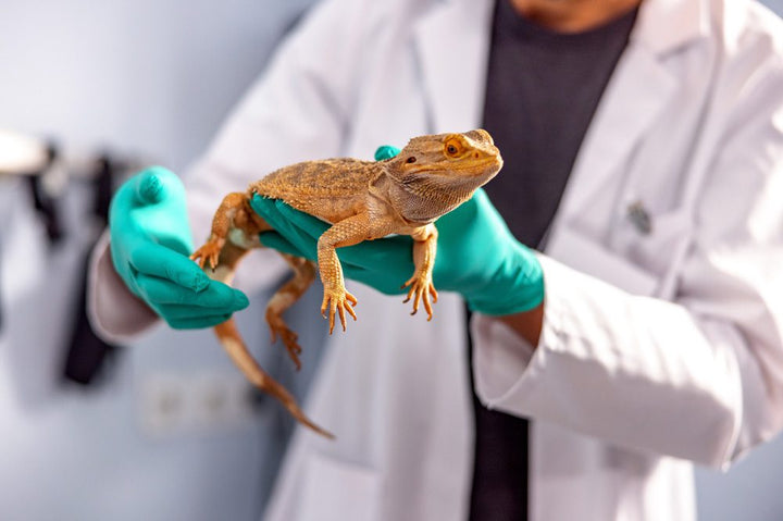Small Pet Essentials For Care