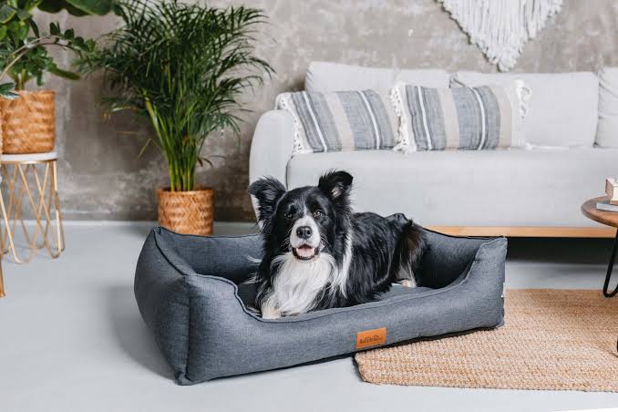 Creating Comfortable Pet Bed Spaces